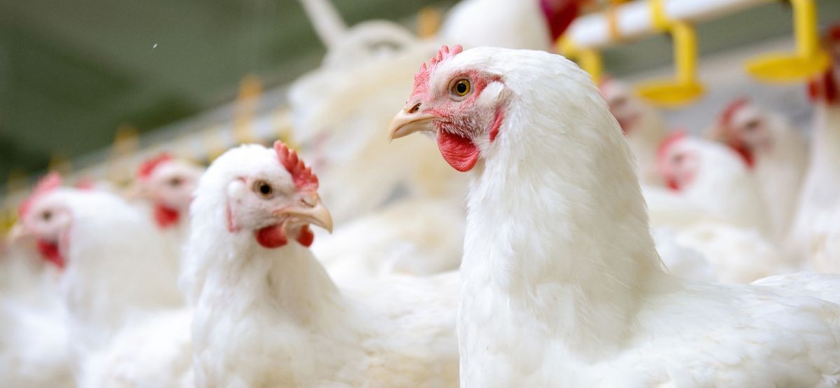 Chicken production costs fall again