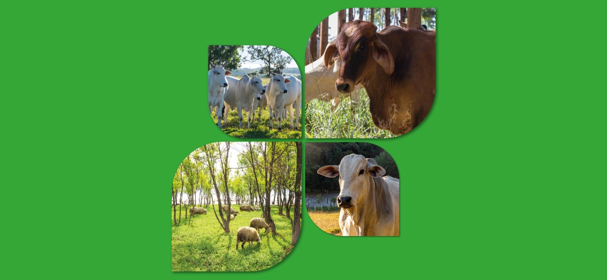Is sustainable livestock farming possible?