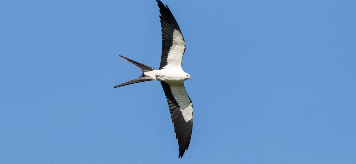 Bioma Seta: Swallow-tailed kite