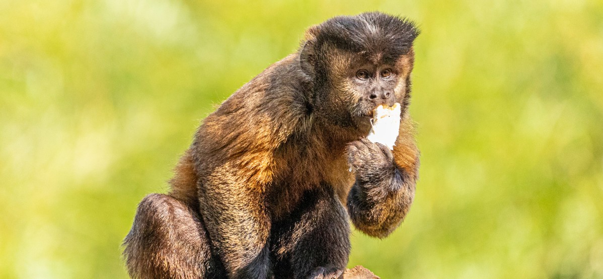 Seta biome: Capuchin monkeys