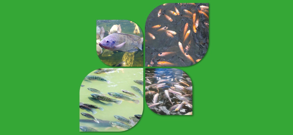 Advancement in the fish sector: A look at Animal Protein Production