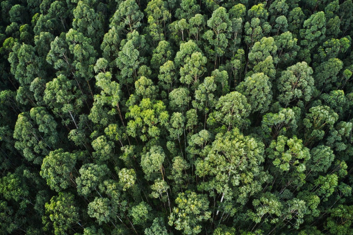 O cenário da silvicultura no Brasil e sua importância